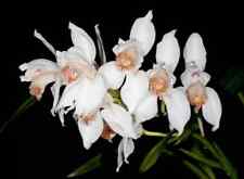 Cymbidium erythrostylum