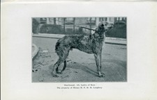 SCOTTISH DEERHOUND NAMED DOG OLD VINTAGE 1927 DOG PRINT