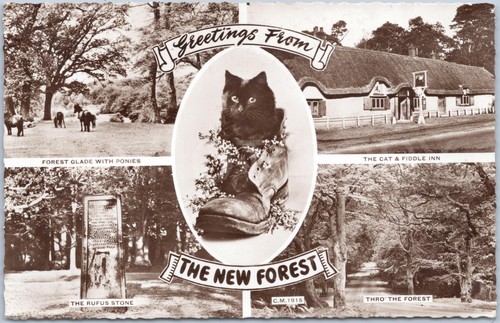 The new forest - the,
