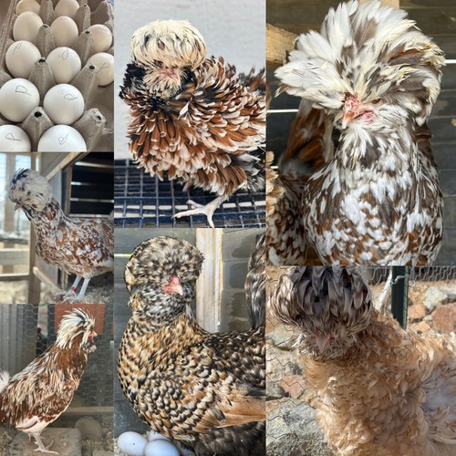 Chicken hatching eggs for - chicken,