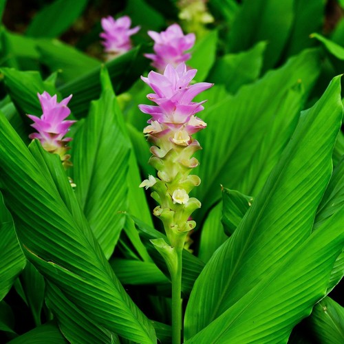 Turmeric plant - , longa)