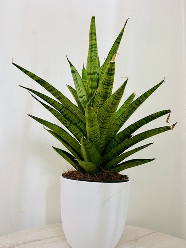 Sansevieria tough lady snake - tough,