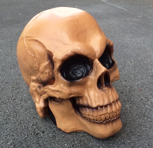 Life sized skull prop hollow - sized,