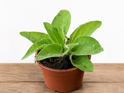 Foxglove - (digitalis, purpurea)