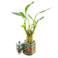6-Stalk 4" Small Lucky Bamboo