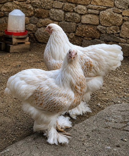 Rare breed chicken fertile - rare,