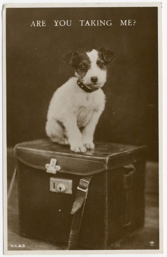 Wire fox terrier - terrier, puppy
