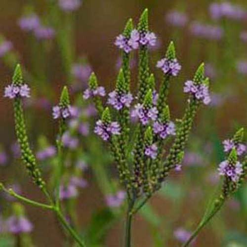 Verbena officinalis 500 - -,