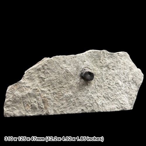 Plesiosaur fossil vertebra - fossil,
