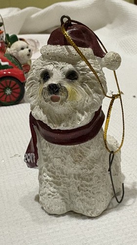 Bichon frise maltese - frise, or