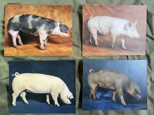 Pig postcards american - postcards,