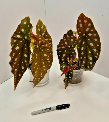 Begonia maculata polka dot - begonia,