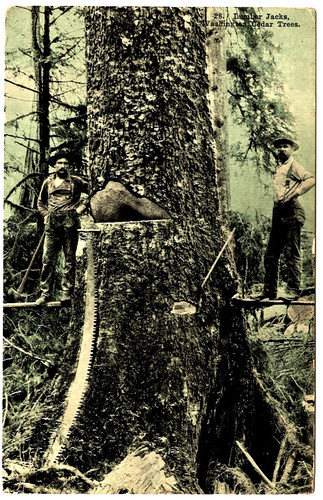People working logging - people, working,