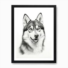 Siberian Husky Dog, Line