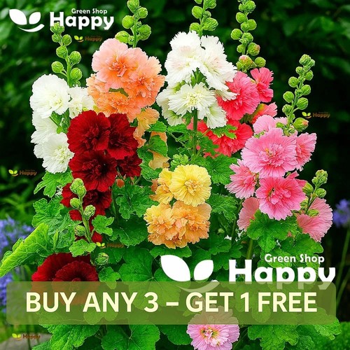 Dwarf hollyhock majorette - dwarf,