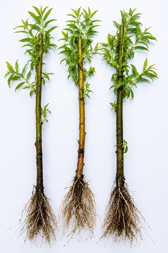 Golden weeping willow tree - 3,