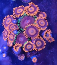 orange oxide with fake lime chilli corals marine 