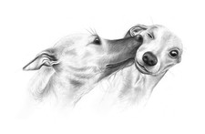 whippet greeting card birthday