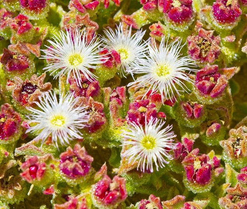800x ice plant - 800x,