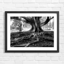 Massive Tree Roots And Trunk