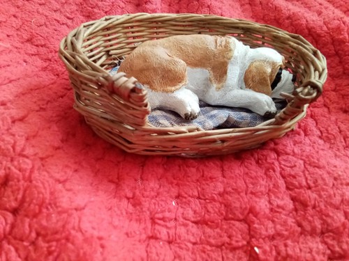 Cute model bernard dog - cute,