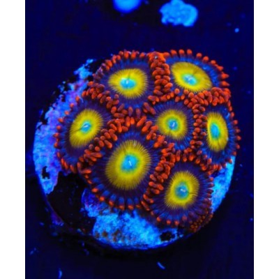 Tsa circus freak - zoanthids,