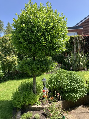 Year old bay tree - old,