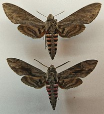 Sphingidae Agrius convolvuli