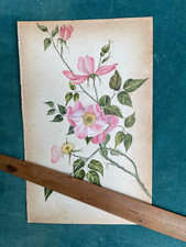 c1850-1905 WILD ROSE FINE ORIGINAL BOTANICAL WATERCOLOUR SIGNED F. N. ENGLISH