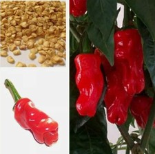 Peter Penis Fresh Pepper Chilli Chili Chillis 10 seeds Unusual Plants UK SELLER