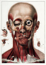ML03 Vintage 1830 Medical Surgical Human Head Neck Muscles Poster Re-print A4
