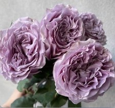 JAPANESE ROSE PRINCESS KAORI