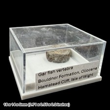 Gar fish vertebra fossil - vertebra,