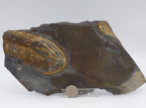 Fossil trilobite partial - trilobite,