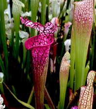 Sarracenia Leucophylla Pink Tube Alabama (carnivorous plant)