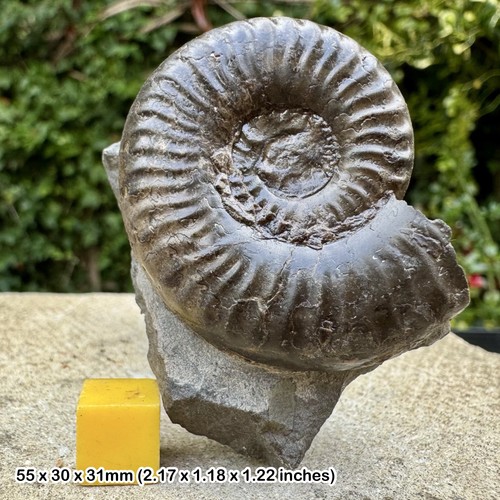 Pseudolioceras lythense fossil - pseudolioceras,