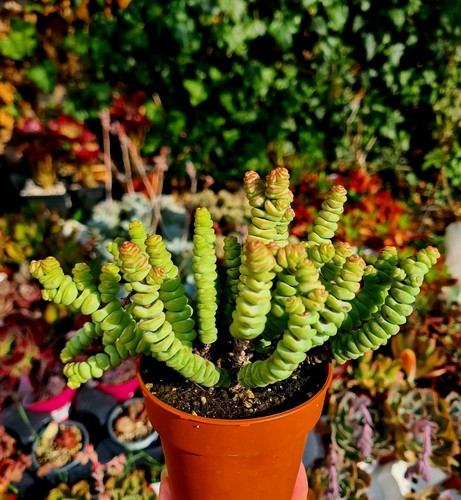 Crassula marnieriana jade - crassula,