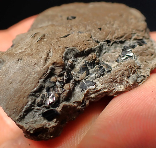 Fossil ichthyosaur coprolite