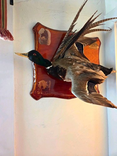 Vintage mounted mallard duck - vintage,