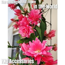 RARE Epiphyllum German Empress