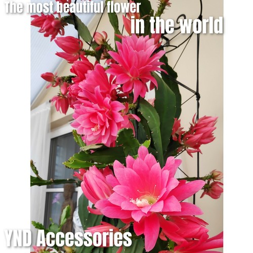 Rare epiphyllum german empress - epiphyllum,