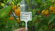 10 TRINIDAD SCORPION GIALLO CHILLI SEEDS  ( NON -ISOLATED SEEDS )