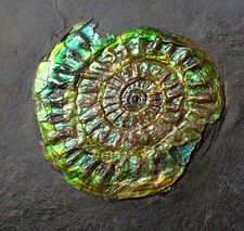 Green iridescent Caloceras