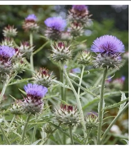 Cardoon starter plants - cardoon,