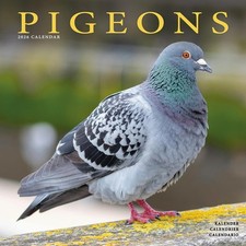 Pigeons 2026 Calendar  Square Wall Calendar  Bird Gift  Plastic Free Packaging