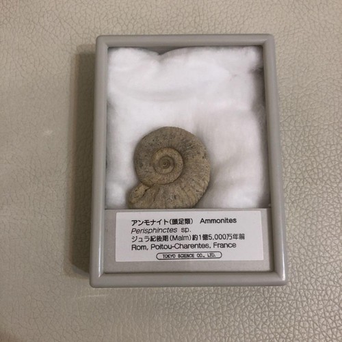 Fossils spinosaurus tooth - fossils:,