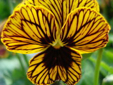 TIGER EYES PANSY SEEDS YELLOW
