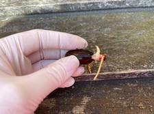 6 Acorns germinated 2025 seeds