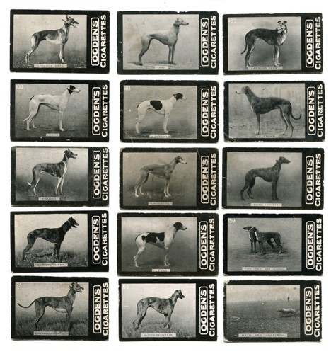 Greyhound dog vintage - greyhound,