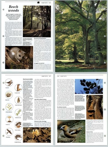 Beech woods habitats the - woods,